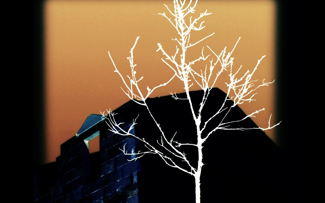 un arbre dans la ville